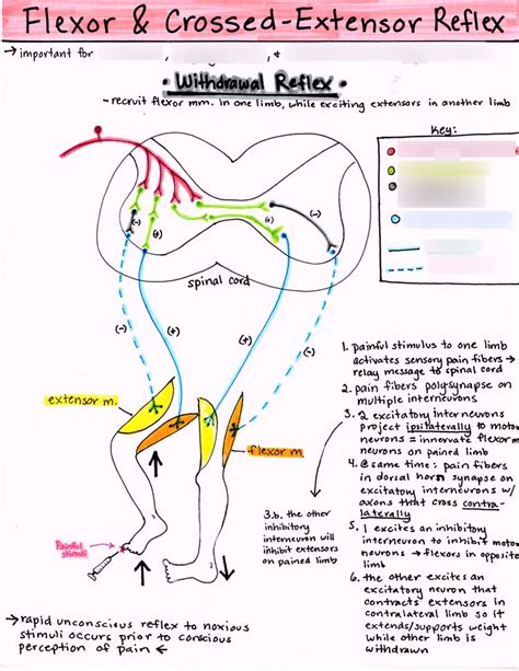 Flexor Crossed Extensor Reflex Diagram Quizlet