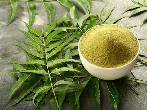 Neem Health Benefits How Neem Leaves Is Good For Health Neem Benefits ଶରୀରର ଅନେକ ସମସ୍ୟା ଦୂର