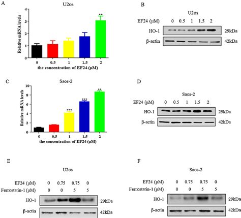 Ef Regulated Homx Expression In Osteosarcoma Cells A After