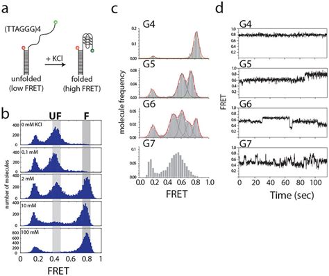 Fret Histograms Show G Quadruplex Folding A Scheme Of Single