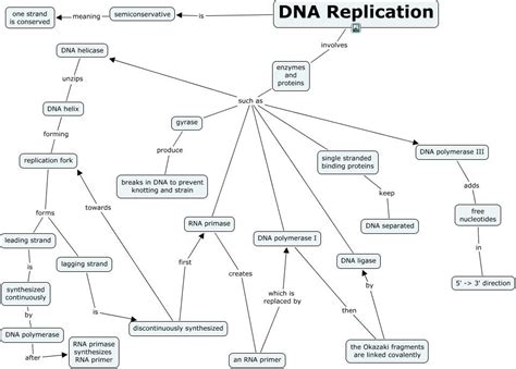 AP Biology Chapter 8 Metabolism Diagram Quizlet