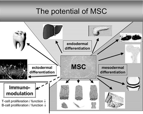 The Differentiation Potential Differentiation In Cells Of Mesodermal