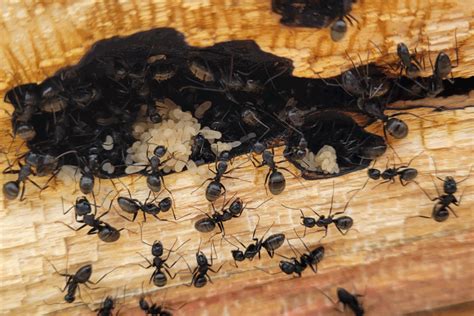 6 Types Of Black Ants In The Usa