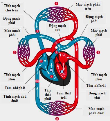 Sơ đồ tuần hoàn máu | Abc, Luu