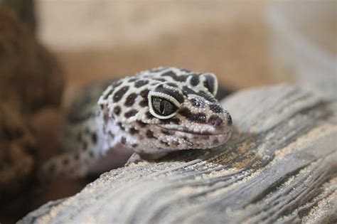 Leopard Gecko Temperament Are Leopard Geckos Friendly