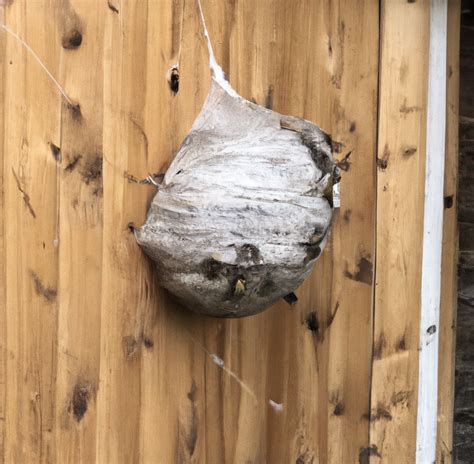 Remove Wasp Nest In Beckenried