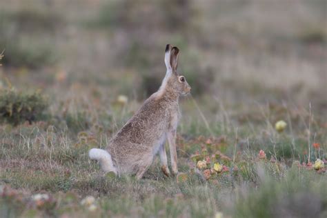 White Tailed Jackrabbit Mammals Of Minnesota · Inaturalist