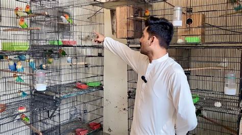 Visit ZM Aviary LoveBirds Breeding Setup Birds Farming In Home