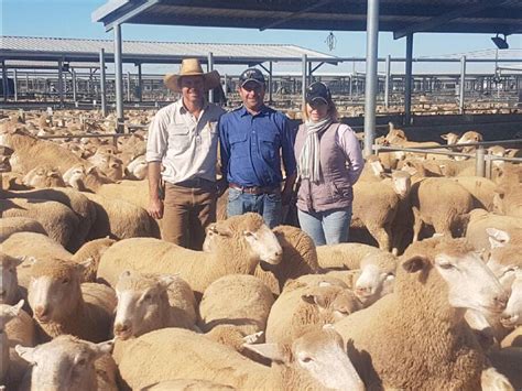 Lambs Hit 260 At Forbes Market Queensland Country Life Qld