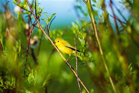 100 Yellow Warbler Wallpapers