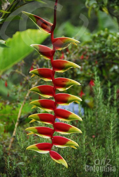 Coffee Triangle Photos Colombia Travel