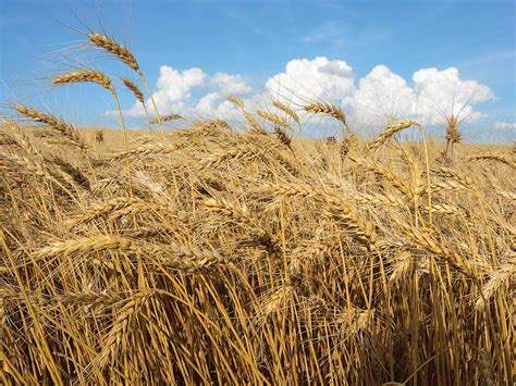 Hybrid Wheat Takes Root