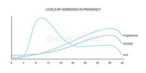 Hormones in pregnancy stock vector. Illustration of range - 293213389