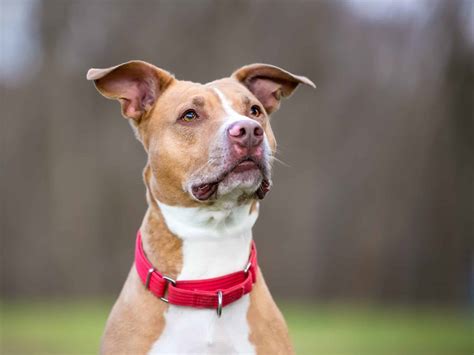 Collar For Dogs With Sensitive Skin And Neck: How To Choose - Acme Canine