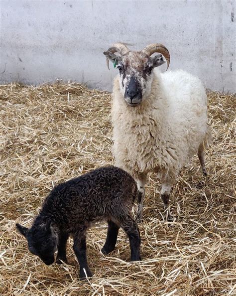 Very Rare Sheep Fleece Boreray Scottish Conservation Flock Family ...