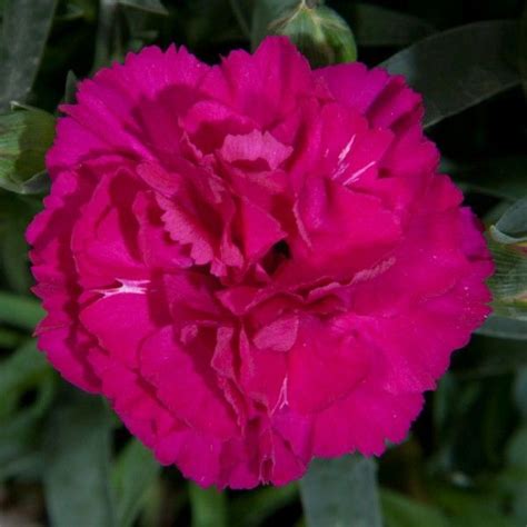 Гвоздика Colores Beso (0,1л) - Завод ФЛОРА