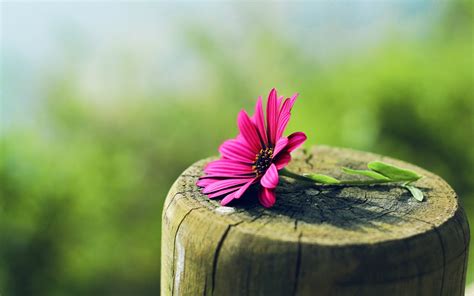 Fondos De Pantalla X Px Naturaleza Flores Rosadas Toc N De