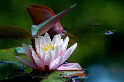 Le Migliori Piante Acquatiche Per Lo Stagno In Giardino Lavorincasa It