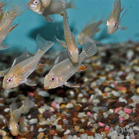 Albino Threadfin Acara Acarichthys Heckelii Albino Aqua Imports