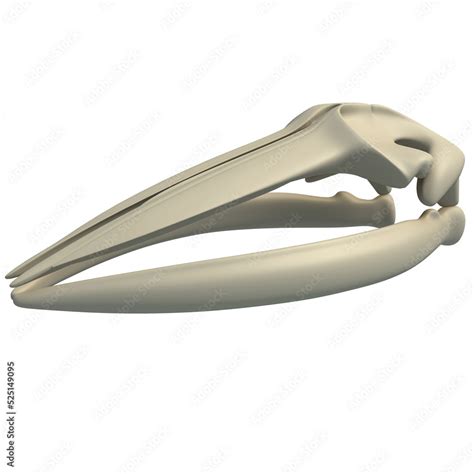 Fin Whale Skull animal anatomy 3D rendering on white background Stock ...