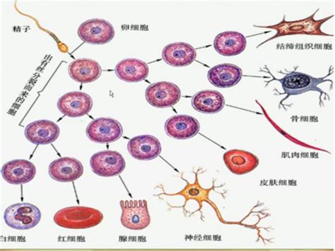 细胞分化的特点有哪些百度知道