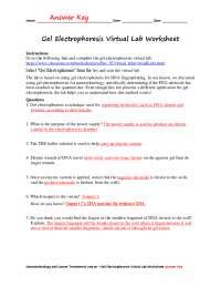 Gel Electrophoresis Virtual Lab Worksheet Answer Key Exercises