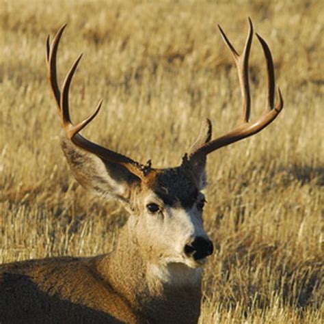 When Do Whitetail Deer Antlers Fall Off? | Sciencing