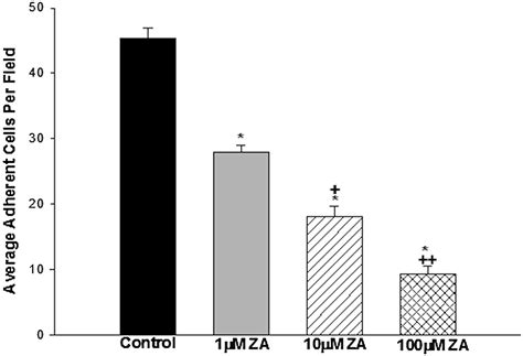 Differential Effect Of Zoledronic Acid On Human Vascular Smooth Muscle