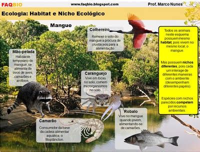 Faqbio Apoio Ao Estudo De Biologia Ficha Resumo Ecologia Habitat