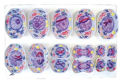 Meiosis Model Project