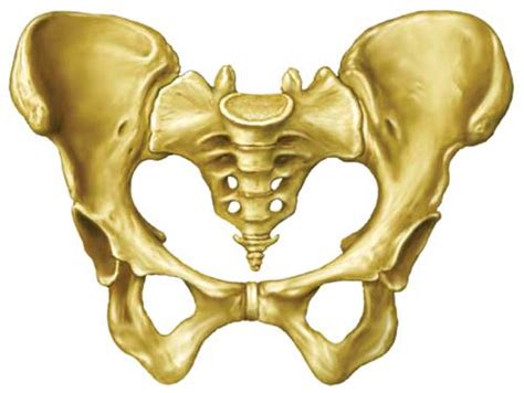 Salomart Ilustraci N Pelvis