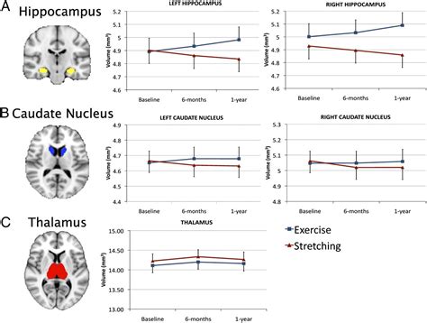 Exercise Training Increases Size Of Hippocampus And Improves Memory Pnas