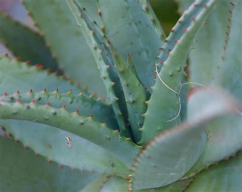 Cape Aloe - Palm Garden NZ