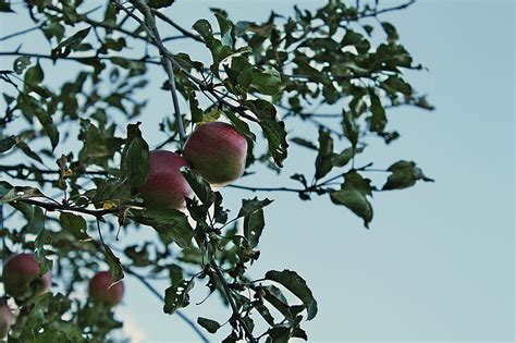 Pfel Apfelbaum Gesund Kostenloses Foto Auf Pixabay Pixabay