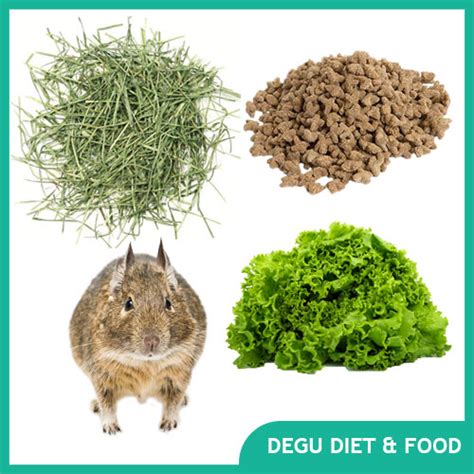 Degu Supplies, Cages, & Accessories - Exotic Animal Supplies