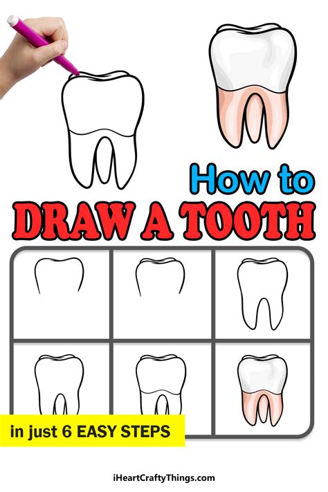 How To Draw A Tooth And Label Its Parts How To Draw Tooth Anatomy