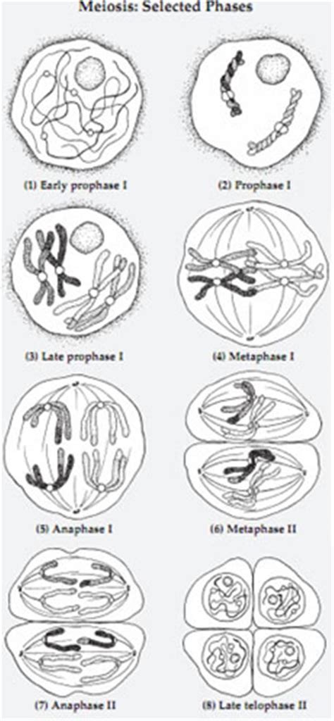 Plant Cell Mitosis Diagram