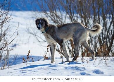 1,875 Borzoi running Images, Stock Photos & Vectors | Shutterstock