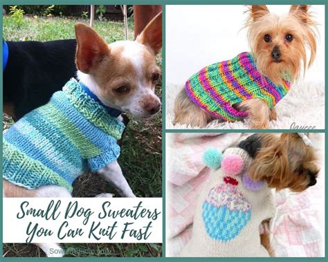 Knitted Sweaters For Small Dogs Free Patterns Web Learn How To Knit For