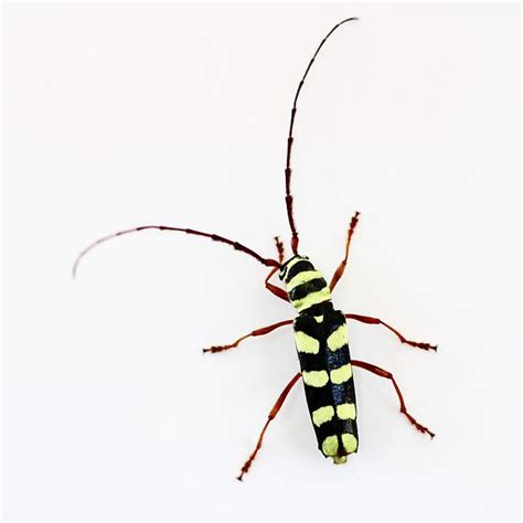 Six Banded Longhorn Beetle Dryobius Sexnotatus Bugguide