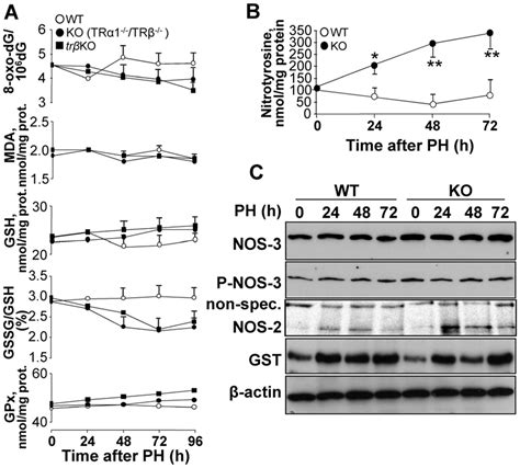 Metabolic And Enzymatic Markers Of Oxidative And Nitrosative Stress In