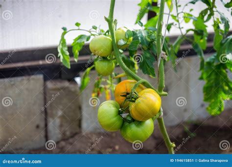 Ramo De Grandes Tomates Verdes En Un Arbusto Cultivando Tomate