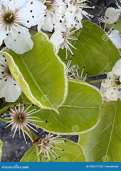 Callery Pear Pyrus Calleryana Stock Photo Image Of Inedible Leaves