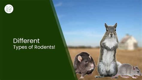 Different Types of Rodents | All You Need To Know!