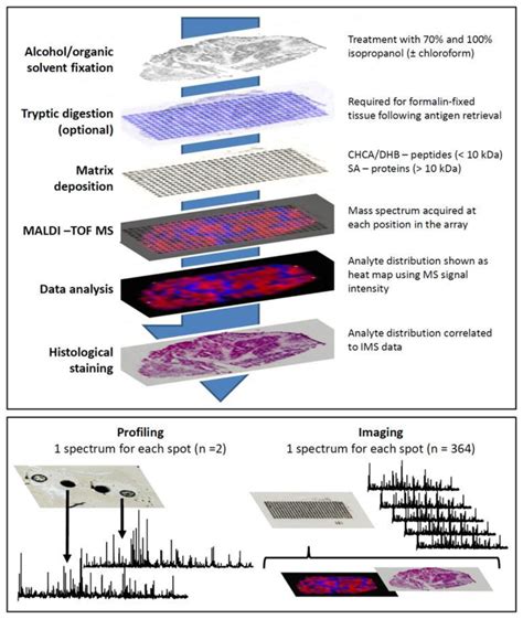 Ijms Free Full Text Maldi Imaging Mass Spectrometry Maldi Ims