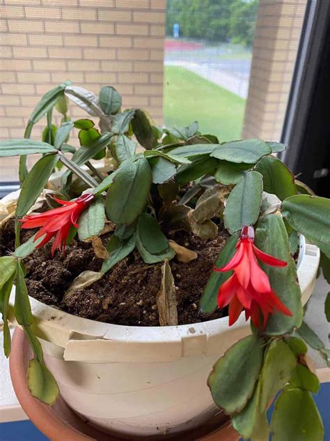 Ultimate Guide To Propagating Christmas Cactus Plants Craze