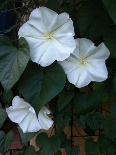 Care For Moonflowers How To Grow A Moonflower Vine Artofit