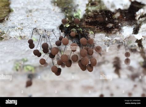 Comatricha Nigra A Plasmodial Slime Mold Sporangia On Decaying Wood