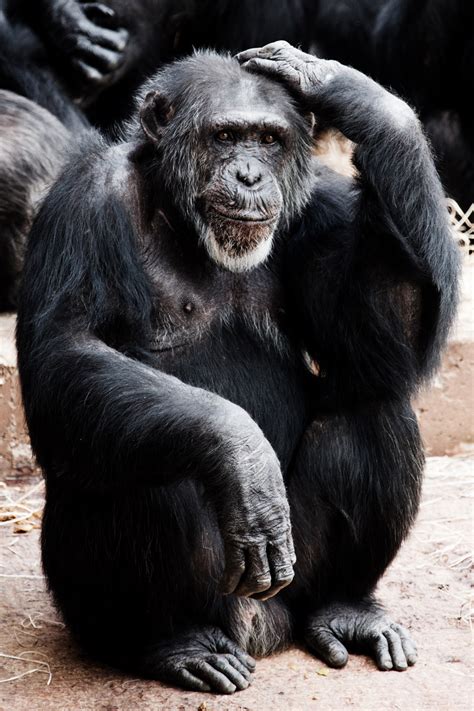 Chimpanzee Thinking Free Stock Photo Public Domain Pictures