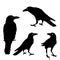 Silhouette Of A Crows In Different Positions Illustration Black